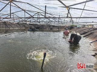 突破低温桎梏！北方鳜鱼早繁技术获重大成功