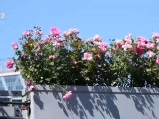一路生花！火出圈的“月季项链”背后还有这些黑科技