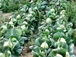 青岛平度：爱心助农解民忧 “滞销菜”变成“暖心菜”