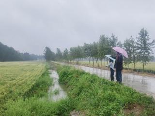 曲阜市：小麦灌浆遇降雨 ，农技人员田间“把脉开方”