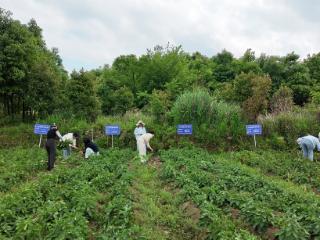 普定县白岩镇：田间课堂传技忙 赋能乡村促增收