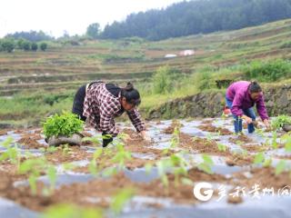 绥阳县黄杨镇：抢抓农时移栽忙 小米辣产业撑起乡村振兴致富梦