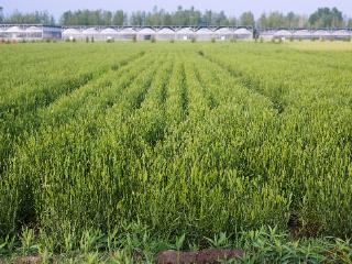“三北”工程如何有种可用？蒙草生态培育乡土草种精准匹配