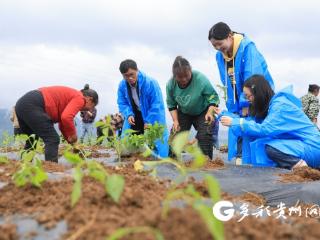 科技赋能良种更新 绥阳推进辣椒新品种研发试种