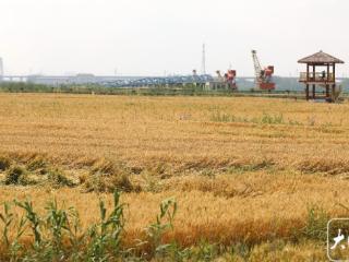 小满时节到，小麦覆陇黄