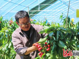 察北管理区：鲜果盈枝头 产业促振兴
