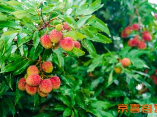 京东京喜宣布百大生鲜基地计划 推出茂名荔枝 同品质价更低