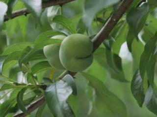 紫云自治县火花镇：4.5万亩蜂糖李即将上市