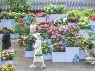 2026杭州市首届八仙花展 一场浪漫的视觉盛宴