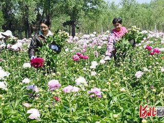 雄安芍药出海记