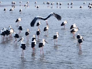 国际生物多样性日丨 AI都学他的绝活！这位湿地巡护员28年“练就”闻声识鸟