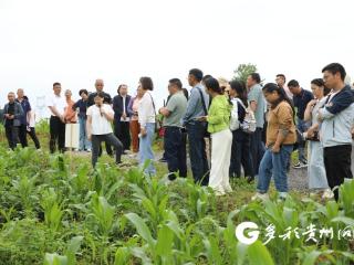 2026年全省马铃薯、甘薯大面积单产提升技术现场培训在播州区召开