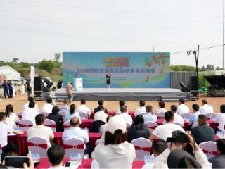 “油”你更美好 “桃”醉张家洼——2026济南市莱芜区油桃采摘旅游季活动盛大开幕