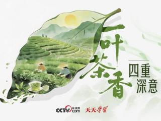 天天学习｜一叶茶香 四重深意