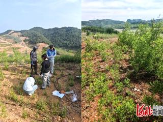 中药材专家调研指导青龙苍术特异株筛选鉴定