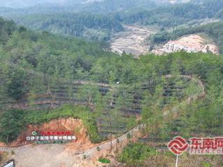 林下经济实现产值35.2亿元！龙岩上杭让山林持续“生金”
