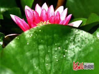 张家口怀来：官厅湿地睡莲花开