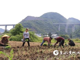 绥阳县郑场镇：高粱移栽正酣 忙出丰收底气