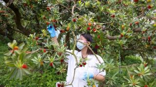 浙江杨梅即将迎来上市高峰 记者探访各杨梅产地有何发现？