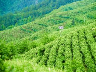 豫见渝出彩丨一叶白茶，盘活万亩荒山