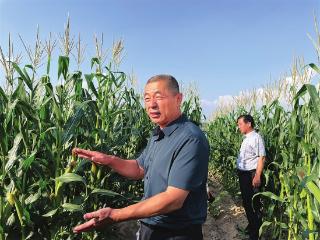 推广良种兴农 促进沃土丰产