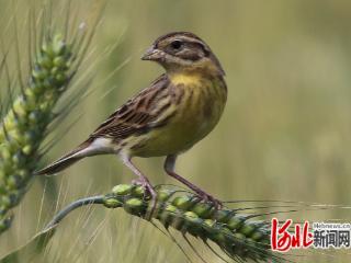 珍稀贵客到访！黄胸鹀成群栖息石家庄滹沱河