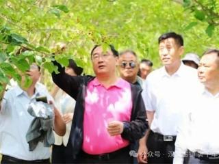 无棣县千年古桑园桑葚采摘季在车王镇开幕