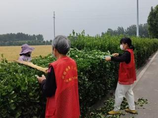 济宁市任城区二十里铺街道河东村开展“修剪绿植换新颜 志愿服务美家园”志愿者服务活动