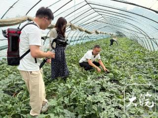三十岗乡“和美乡村直播间”：让好吃的西瓜“飞”入千家万户