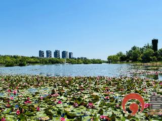 【鲁网图集】红莲漾碧波 湖畔绘新景