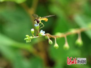 张家口怀来：湿地生态向好 生物多样性持续提升