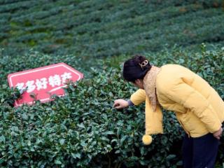 拼多多发布Q1财报，“千亿扶持”加码惠商助农，新拼姆助力供应链转型升级