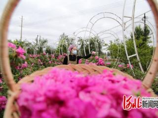 河北省迁安市：玫瑰花开香满村 农旅融合助增收