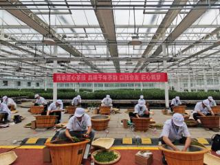 喜报！青岛市茶文化研究会组织会员参加全国茶叶加工技能竞赛斩获优异成绩！