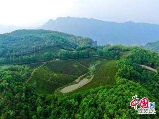 张家界：土家姑娘深耕茶旅 文旅添彩山水间