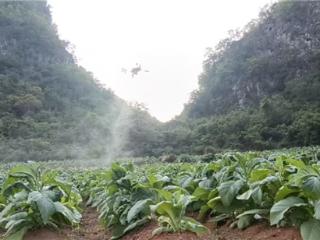 “小精灵”飞入烟田 科技赋能植保助农增收——广西西林县无人机植保成为烟区振兴“新助手”