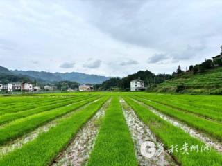 习水县寨坝镇：“铁牛”下地效率高，机器种地人逍遥