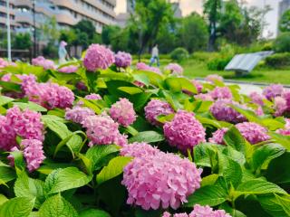 庐江：绣球花恣意绽放，市民争相奔赴