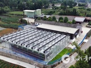 凤冈：东西部协作添动力 智能育苗助夏种