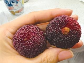 杨梅分公母吗？孙俪微博引发热议