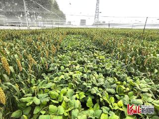 河北省农林科学院三项谷子新型种植制度团体标准通过审定