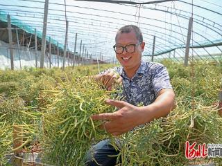 京津研发河北转化进行时（十二）｜“我的种子要出国了”