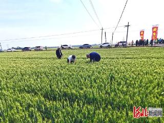 衡麦系列小麦新品种为节水农业注入强劲动能