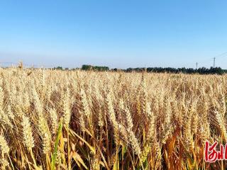 夏粮丰收在望，河北200万台农业机械备战“三夏”