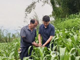 赤水市官渡镇6000亩高粱迎生长期，静待秋日“红火”