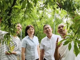 金融伴农长 硕果满田间 邮储银行深耕三夏赋能特色林果产业兴旺