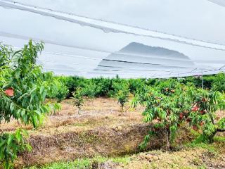 普定马官镇：早熟黄桃抢“鲜”上市，初夏第一口甜等你来尝