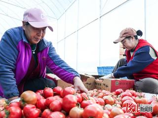 我们的田野｜借助后奥运流量，崇礼果蔬出圈