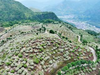温州永嘉：守得漫山栀子香