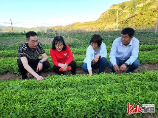 中药材专家献智献策 助力太子参在承德“扎根”